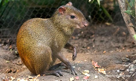 Red-rumped agouti - San Francisco Zoo & Gardens