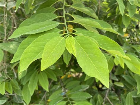 Green Annona Squamosa Leaves In Nature Garden Stock Image - Image of ...