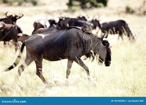 Blue Wildebeest herd stock photo. Image of grassland - 18150398