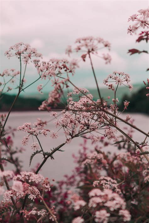 Pink flowers during daytime, HD phone wallpaper | Peakpx