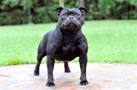 Staffordshire Bull Terrier Dog Photos - Doglers