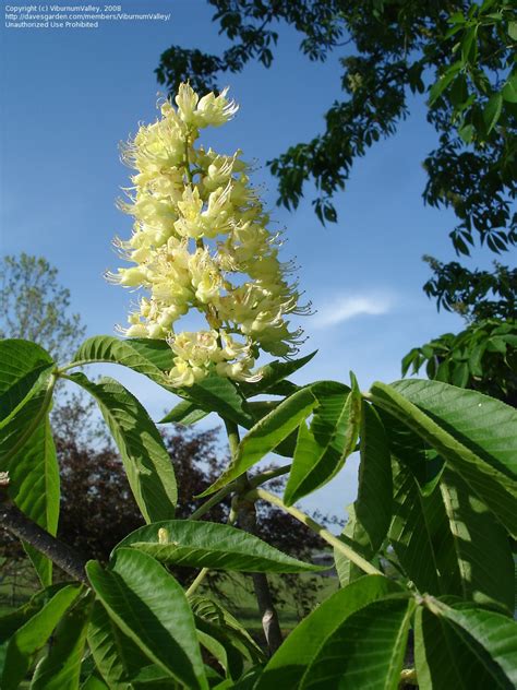 PlantFiles Pictures: Aesculus Species, American Buckeye, Fetid Buckeye ...