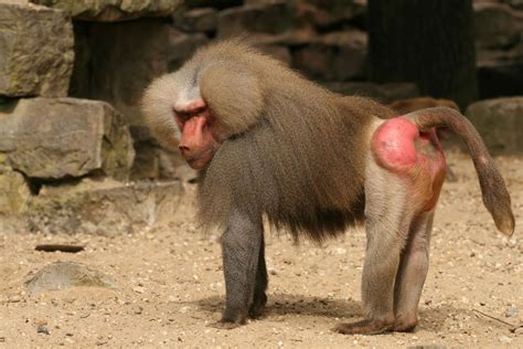 30++ Baboon monkey information