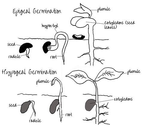 Image result for Phaseolus vulgaris seed growth | Germination, Seed ...