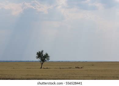 Thar Desert Culture Climate Fields Temple Stock Photo 2021022260 | Shutterstock