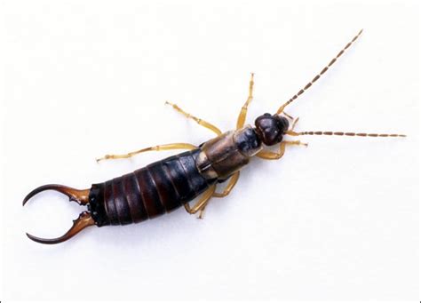 Newfoundland Nature: The Earwig