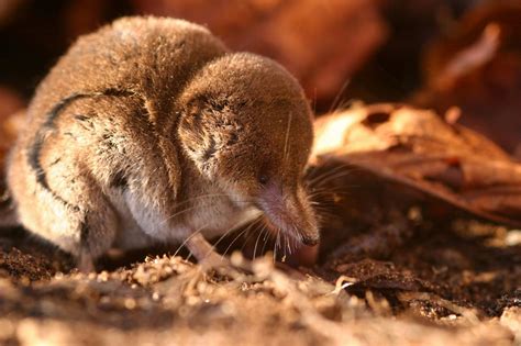 Tiny pygmy shrew has the fastest heartbeat of any mammal !! | Greenpage