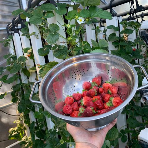 Growing Hydroponic Strawberries - Appela