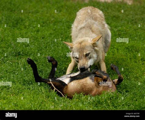 European wolf (canis lupus Stock Photo - Alamy