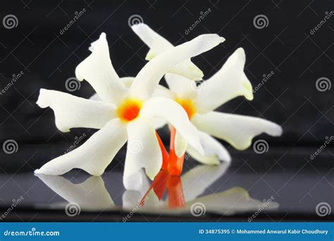 Jasmine(Nyctanthes Arbor-tristis), Night Flowering Jasmine Royalty-Free ...