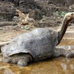 Pinta Island Tortoise Facts and Pictures