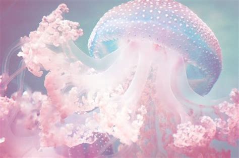 Australian spotted 1 | Jellyfish photography, Mermaid aesthetic, Jellyfish