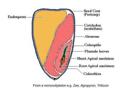 Monocot Seed Cross Section