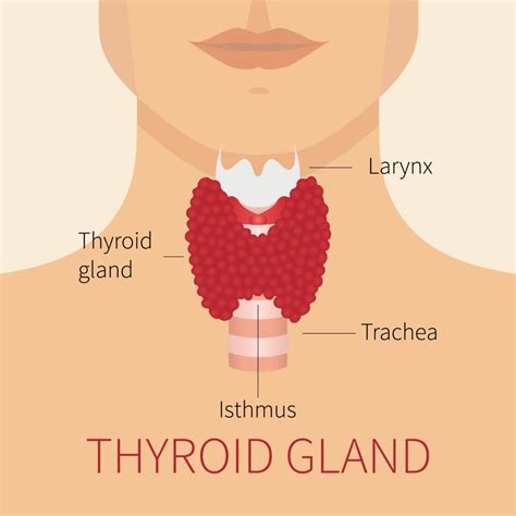 Hyperthyroïdie : symptômes, traitement, causes, diagnostic, qu'est-ce ...