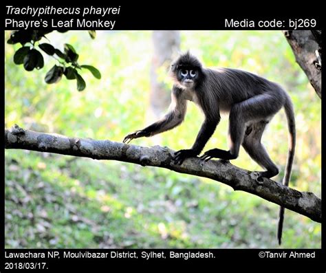 Trachypithecus phayrei Blyth, 1847 - Phayre’s Leaf Monkey | Mammals