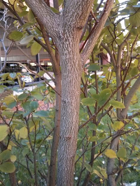 ALTERNATE-LEAF DOGWOOD - CORNUS ALTERNIFOLIA | The UFOR Nursery & Lab