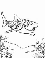 20 Shark Coloring Pages  ColorThese sketch template