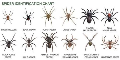 Brown Recluse spider | Spider identification chart, Brown recluse spider, Spider identification