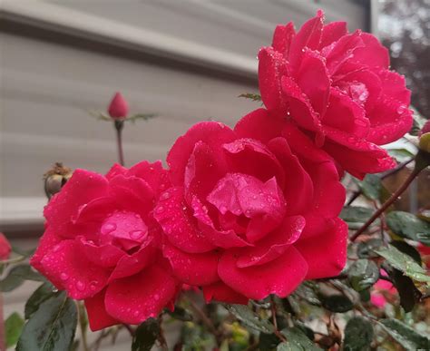 Blue Moon Rose : r/Roses