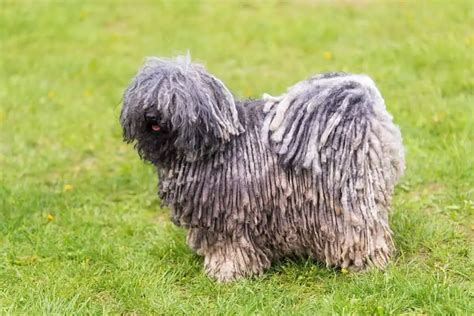 Puli Köpek Özellikleri ve Bakımı » Petibom