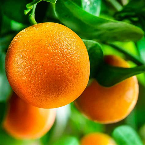 Washington Navel Orange Trees For Sale | The Tree Center™