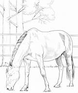 Danish Warmblood Horse coloring Page  ColouringPages sketch template