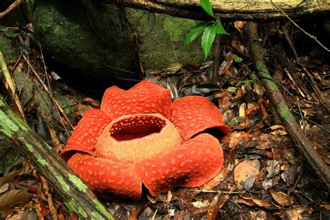 Rafflesia - KHAO SOK National Park, Thailand