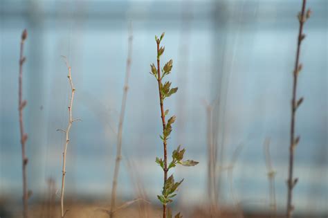 In Korean DMZ, Wildlife Thrives. Some Conservationists Worry Peace Could Disrupt It : NPR