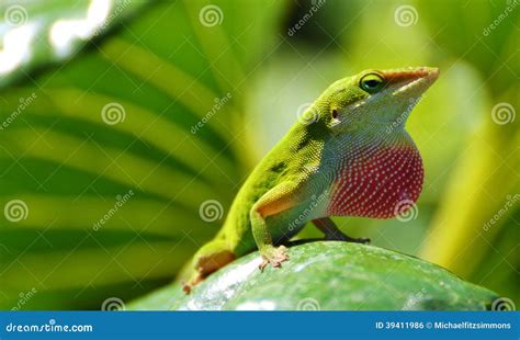 Green Anole Lizard stock photo. Image of nature, animals - 39411986