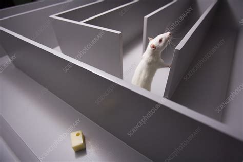 Rat in Maze - Stock Image - Z918/0461 - Science Photo Library