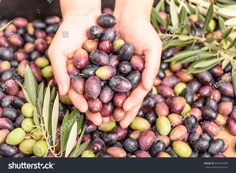 Hands Holding Olives Pile Olives Background Stock Photo 644768308 ...