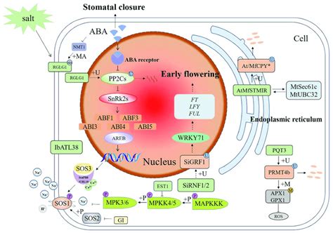 Schematic diagram of E3 ubiquitin ligases in different signaling ...