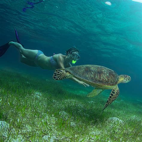 Green Island & Great Barrier Reef Snorkelling - Great Adventures Cruises | Great Adventures