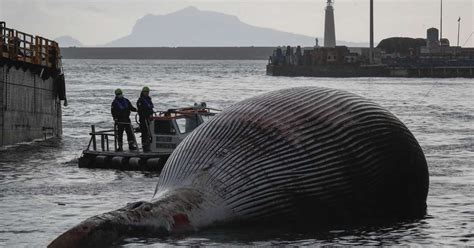 Fishermen Discover Huge Whale Carcass Off Norway Close to Exploding ...