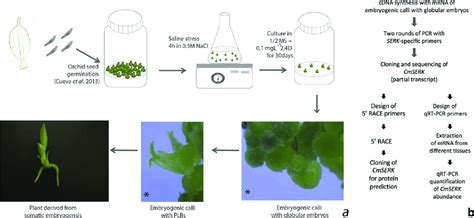 Flowchart of the methods used. a) Process of somatic embryogenesis... | Download Scientific Diagram