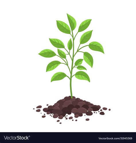 Tree seedling planting a young planted Royalty Free Vector