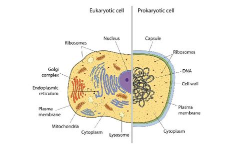 Gene Expression - The Definitive Guide | Biology Dictionary