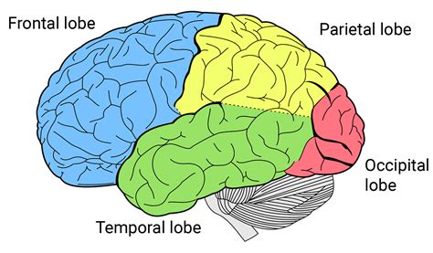 Parietal Lobe - Function, Location, Structure and Related Conditions