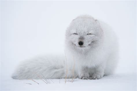 Top 100 + Arctic fox animal - Inoticia.net