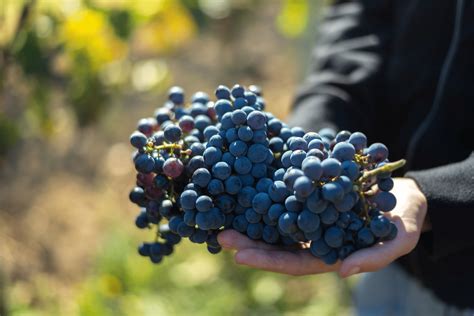 Cabernet Franc: Regions, Flavors, Pairings, & More | Total Wine & More