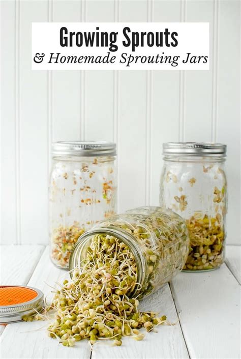 Growing Sprouts & DIY Sprouting Jars tutorial | BoulderLocavore.com