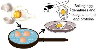 Protein Denaturation by Heat - Definition, Examples & Mechanism - Biology Reader