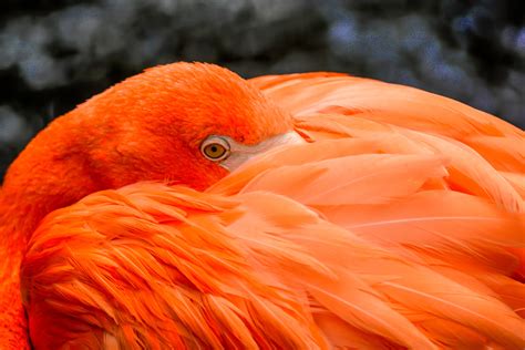 Wallpaper Close Up Photography Of Orange Bird, Flamingo