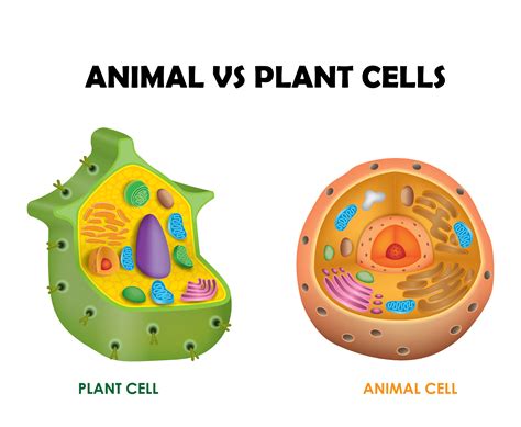 Plant Cell And Animal Cell Structure And Function