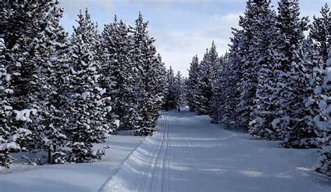 Cross Country Skiing in Bighorn National Forest & Buffalo WY