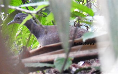 Choco Tinamou | World birds, Sound song, Library images