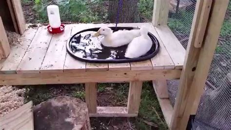 Backyard Duck Coop - YouTube