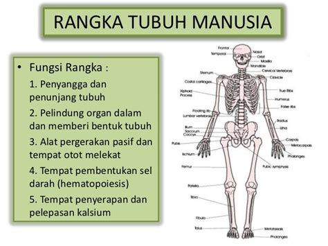 Jelaskan Fungsi Sistem Rangka - Homecare24