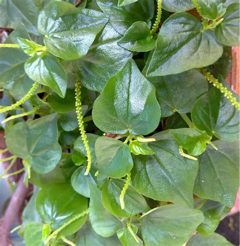 Rare Pansit Pansitan Shiny Bush Peperomia pellucida - 30 Seeds