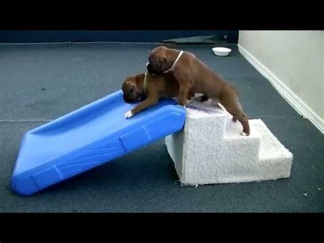 Funny Dogs - Puppies On Slides Compilation! - YouTube